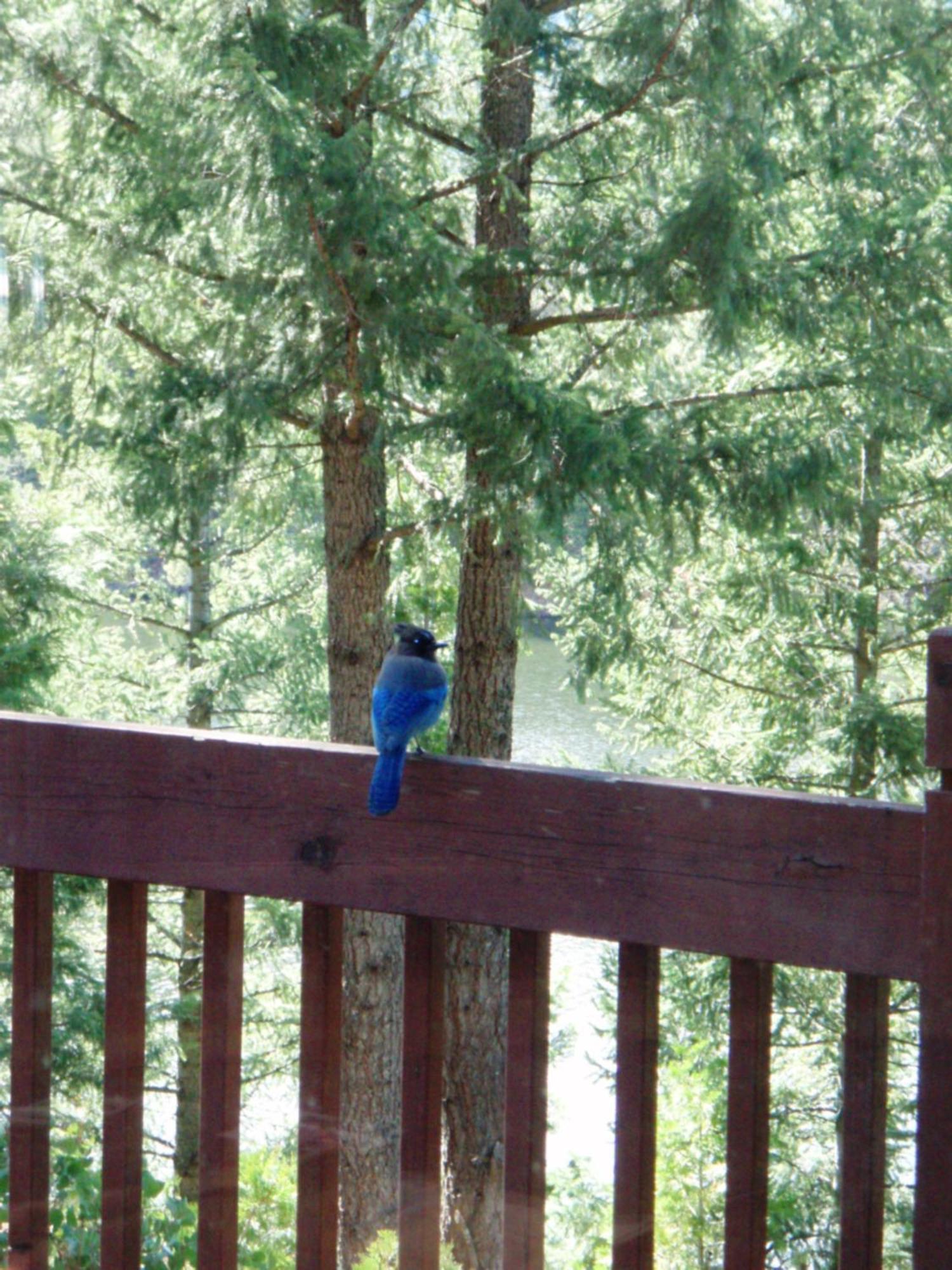 Mount Shasta Resort Luaran gambar